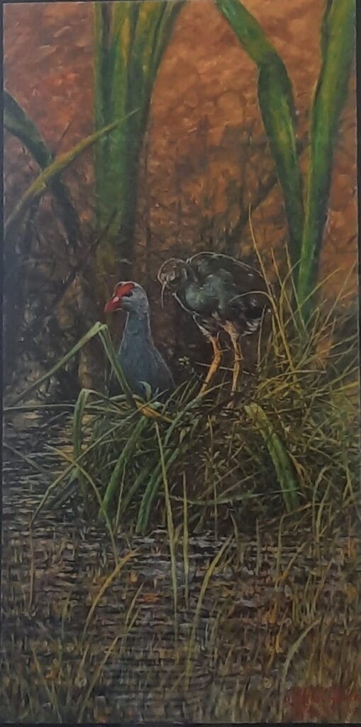 Purple swamphen 2012